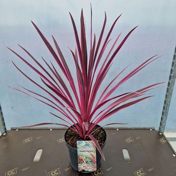 Cordyline australis PINK PASSION