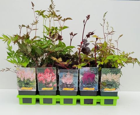 Astilbe MIX