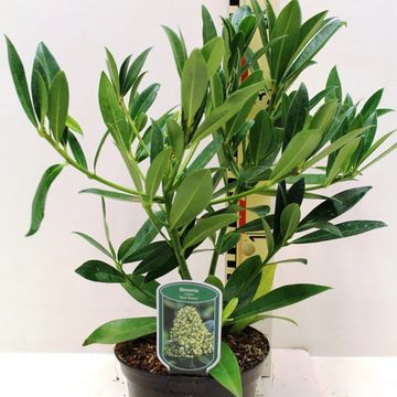 Skimmia x confusa 'Kew Green'