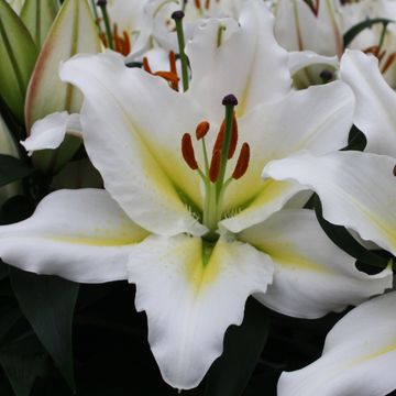 Lilium ORIENTAL HYBRID MIX