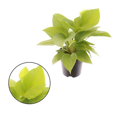 Homalomena 'Lemon Lime'