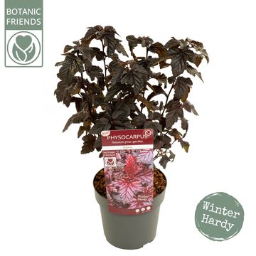 Physocarpus opulifolius 'Rubella'