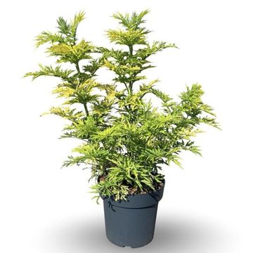 Sambucus nigra GOLDEN TOWER