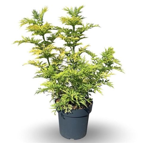 Sambucus nigra GOLDEN TOWER