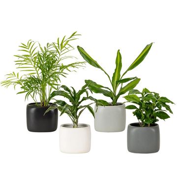 Plantas de interior MIX