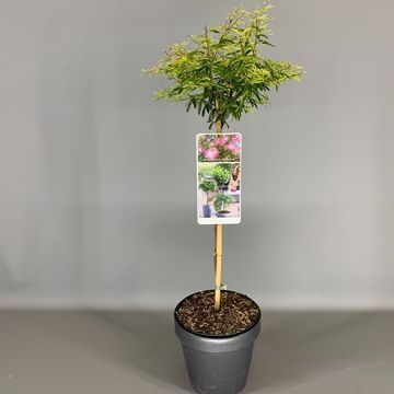 Calliandra surinamensis 'Dixie Pink'