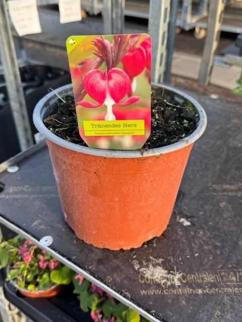 Dicentra spectabilis 'Valentine'