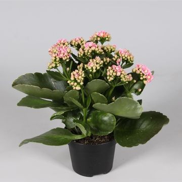 Kalanchoe blossfeldiana CALANDIVA MIX