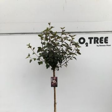 Physocarpus opulifolius 'Diabolo'