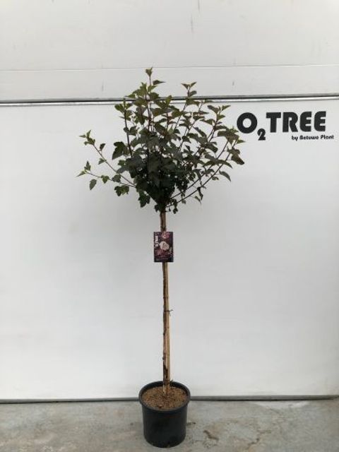 Physocarpus opulifolius 'Diabolo'