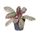 Episcia 'Pink Brocade'