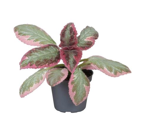 Episcia 'Pink Brocade'