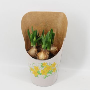 Narcissus 'Tête Bouclé'