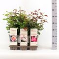 Rosa FRAGRANT ROSES MIX