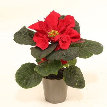 Euphorbia pulcherrima CHRISTMAS MOUSE