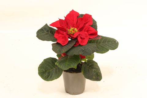 Euphorbia pulcherrima CHRISTMAS MOUSE