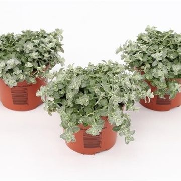 Helichrysum petiolare 'Minus'