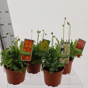 Papaver nudicaule MIX