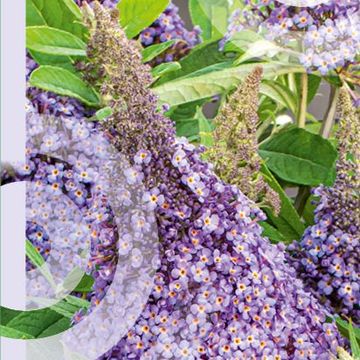 Buddleja davidii BUTTERFLY CANDY LILA SWEETHEART