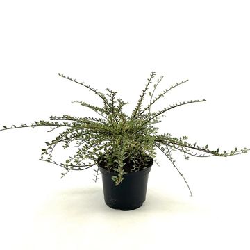 Cotoneaster atropurpureus 'Variegatus'