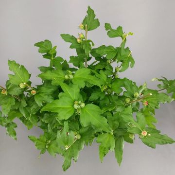 Hibiscus syriacus 'Hamabo'