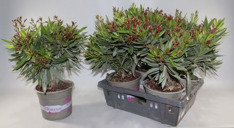 Nerium oleander MIX