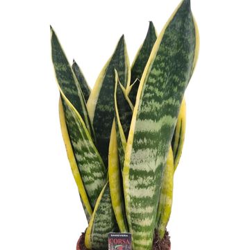 Sansevieria trifasciata 'Futura Superba'