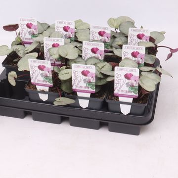 Cyclamen coum SILVER LEAF MIX