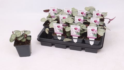 Cyclamen coum SILVER LEAF MIX