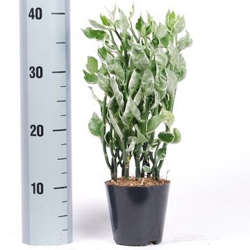 Pedilanthus tithymaloides 'Mystery Planet'