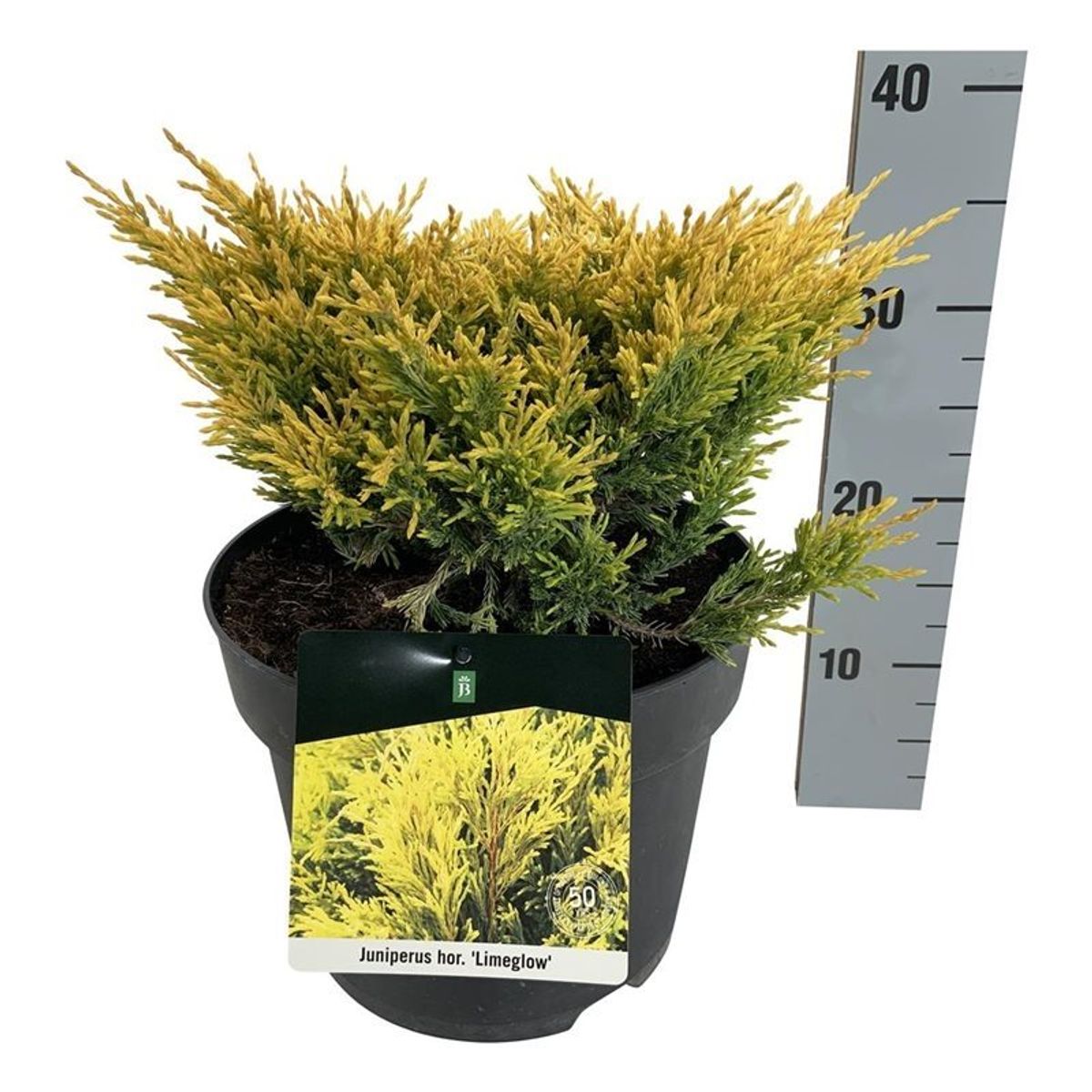 Juniperus horizontalis 'Limeglow' — Plant Wholesale FlorAccess