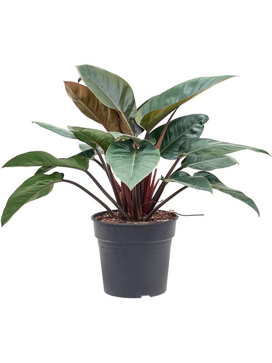 Philodendron 'Red Beauty' en Baq Vogue Amfi main image 1