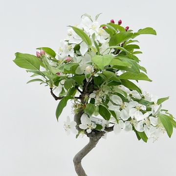 Malus halliana