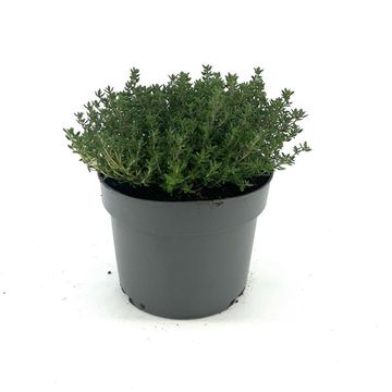 Thymus vulgaris 'Compactus'