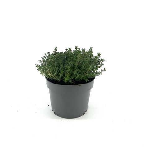 Thymus vulgaris 'Compactus'