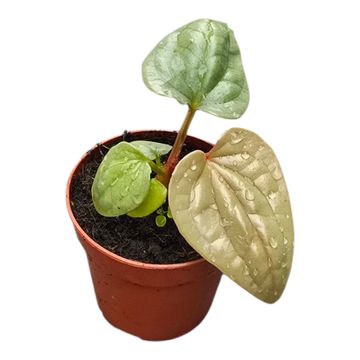 Anthurium luxurians