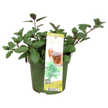 Mentha x piperita 'Black Mitcham'