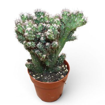 Cereus peruvianus monstrosus