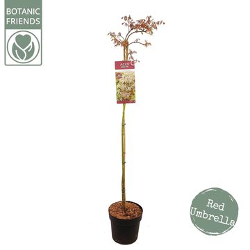 Acer palmatum CASCADE CRIMSON