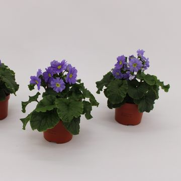 Primula obconica SWEET KISSES AMORE DARK BLUE