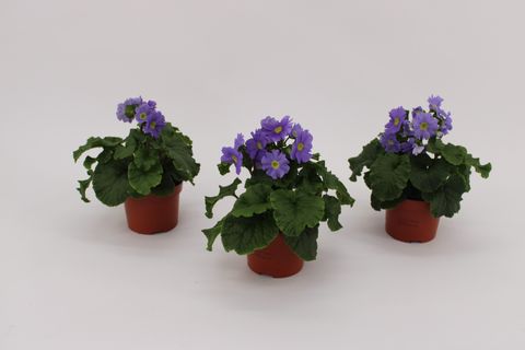 Primula obconica SWEET KISSES AMORE DARK BLUE