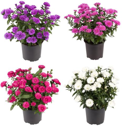 Aster NOVI-BELGII MIX