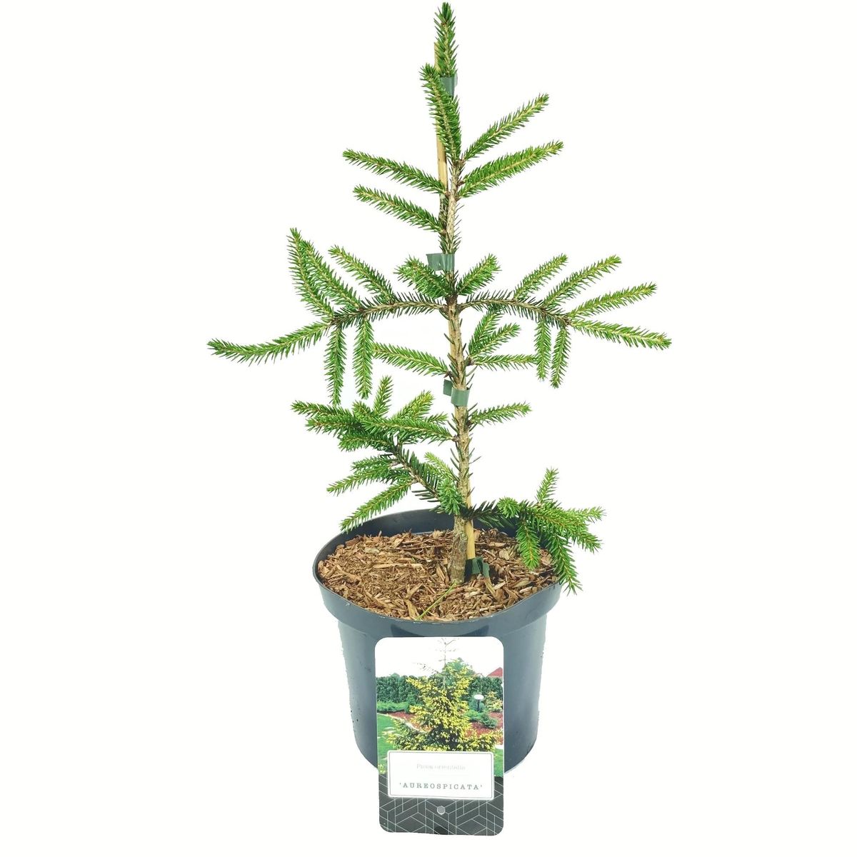 Picea orientalis 'Aureospicata' — Plant Wholesale FlorAccess