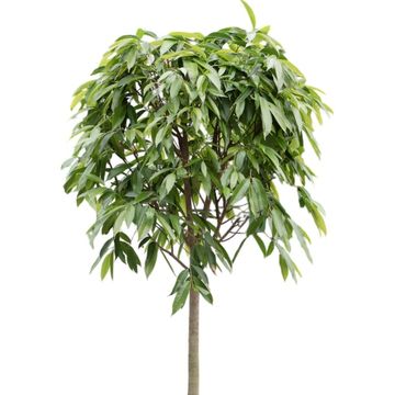 Ficus binnendijkii 'Amstel King'