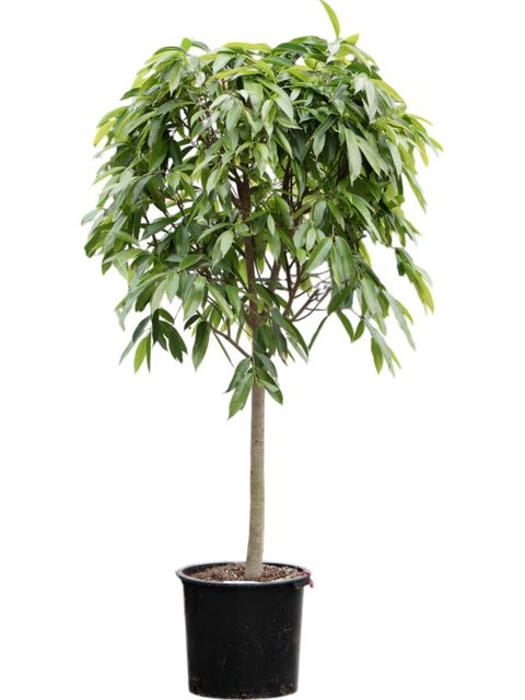 Ficus binnendijkii 'Amstel King'