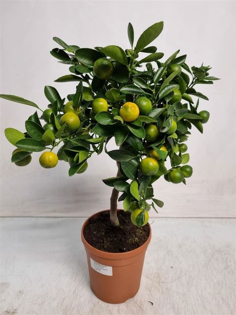 Citrus x microcarpa