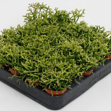 Rhipsalis heteroclada