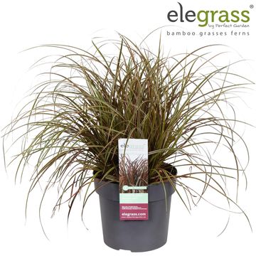 Uncinia uncinata EVERFLAME