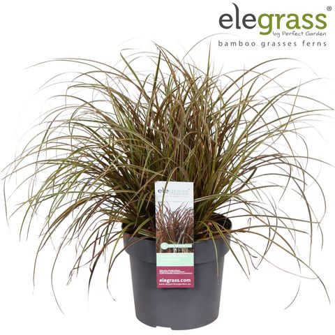 Uncinia uncinata EVERFLAME