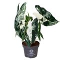 Alocasia micholitziana 'Frydek'